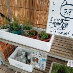🌻🌈湿生・水生植物、水草チャリティー販売（🍀福祉活動に役立ててい...