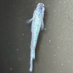 🌈桂目高『メダカ』🌈の画像