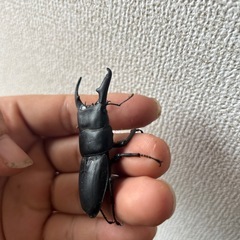売り切れ次第終了　大型ヒラタクワガタ ペア  の画像