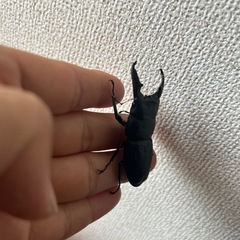 売り切れ次第終了　大型ヒラタクワガタ ペア  の画像