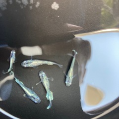 メダカ　マリアージュ　若魚　5匹の画像