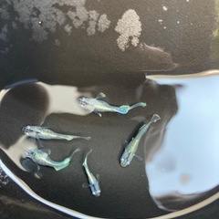 メダカ　マリアージュ　若魚　5匹の画像