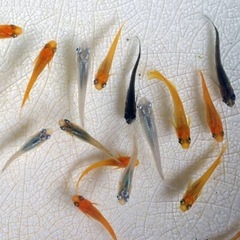 ミックスメダカ 稚魚🐟 5匹の画像