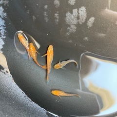 メダカ　竜章鳳姿　若魚　5匹の画像