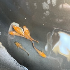 メダカ　竜章鳳姿　若魚　5匹の画像