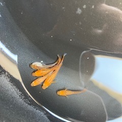 メダカ　竜章鳳姿　若魚　5匹の画像
