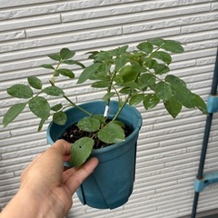 バラ　ダフネ蕾付き の画像