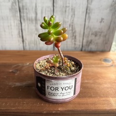 多肉植物：虹の玉（リメ缶鉢付き）