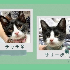 🖤🤍ハチワレ兄妹のチッチ&サリー🤍🖤