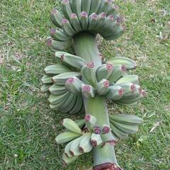 最後の一本！急成長のバナナの苗　芭蕉　Musa basjoo 冬に強いバショウの画像