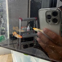MIXめだか　1匹100円の画像