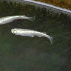 シャンパンゴールドラメメダカ白稚魚15匹の画像