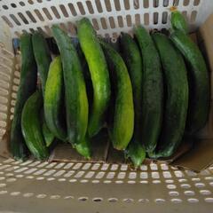 ☆🥒朝取りキュウリ🥒の画像