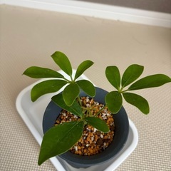 観葉植物　カポック（シェフレラ）（小サイズ）
