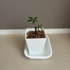 観葉植物　パキラ　（小サイズ）