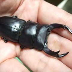 山梨県産オオクワガタ F1 ♂65.3ミリ ♀41.5ミリ ペアの画像