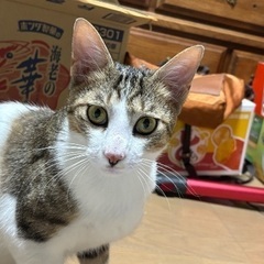 ひと大好きトラちゃん♂
