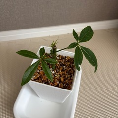 観葉植物　パキラ　（小サイズ）