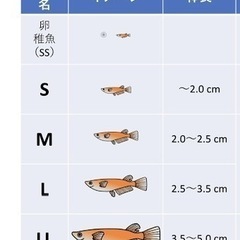 ssサイズ！！サタン/オロチひれ長スワローの子🐟の画像