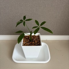 観葉植物　パキラ　（中サイズ）