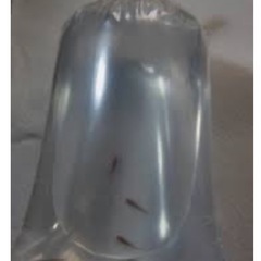 ssサイズ！！サタン/オロチひれ長スワローの子🐟の画像