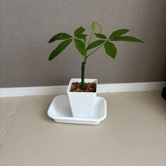 観葉植物　パキラ　（中サイズ）