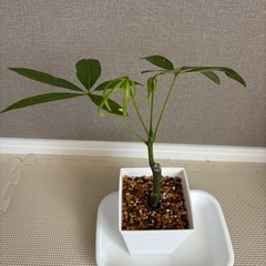 【決まりました】観葉植物　パキラ　（中サイズ）の画像