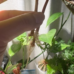 発根・発芽◎　カット　ベゴニア burkillii ブルキリー　観葉植物  の画像
