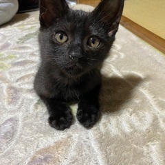 【トライアル中です♪】黒くんオス2ヶ月くらい　活発で楽しい…