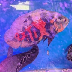 沖縄県のオスカーの中古が安い！激安で譲ります・無料であげます