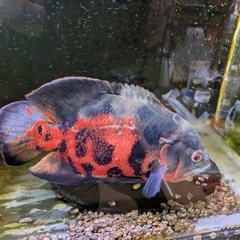 熱帯魚　オスカー23㎝◯１匹2999円の画像