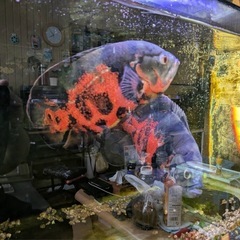 熱帯魚　オスカー23㎝◯１匹2999円の画像