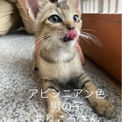 アビシニアン色　オス　３.5ヶ月