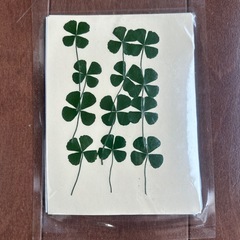 押し花　セット売り新品未使用の画像