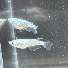 メカチューン　稚魚未選別10匹　約1-2cmの画像