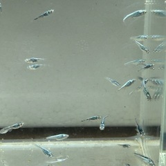 メカチューン　稚魚未選別10匹　約1-2cmの画像