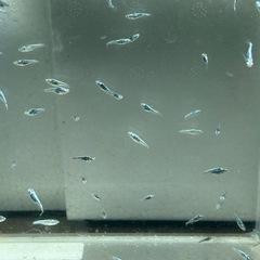メカチューン　稚魚未選別10匹　約1-2cmの画像
