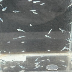 メカチューン　稚魚未選別10匹　約1-2cmの画像