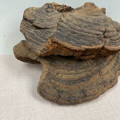33 猿の腰掛け サルノコシカケ 約23cm×17cm 0.6kgの画像