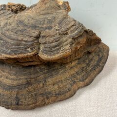 33 猿の腰掛け サルノコシカケ 約23cm×17cm 0.6kgの画像