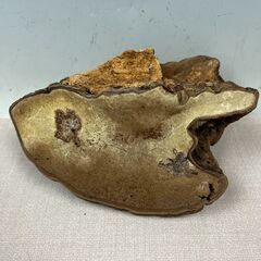 33 猿の腰掛け サルノコシカケ 約23cm×17cm 0.6kgの画像