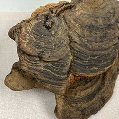 33 猿の腰掛け サルノコシカケ 約23cm×17cm 0.6kgの画像