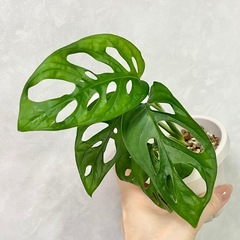 マドカズラ 元斑入り マルチカラーの画像