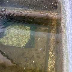 メダカ 針子  幼魚の画像
