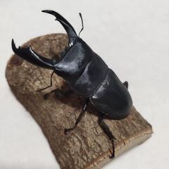 テイオウヒラタクワガタ　ペア販売
