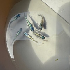 （決まりました）メダカ　ネプチューン　8匹 の画像