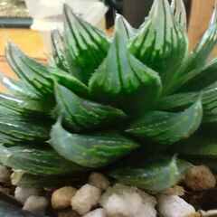 【多肉植物】ハオルチア　エメラルドLED　【観葉植物】の画像