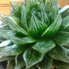 【多肉植物】ハオルチア　エメラルドLED　【観葉植物】の画像