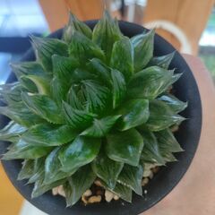 【多肉植物】ハオルチア　エメラルドLED　【観葉植物】の画像