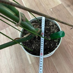 観葉植物　モンステラ　110㎝の画像